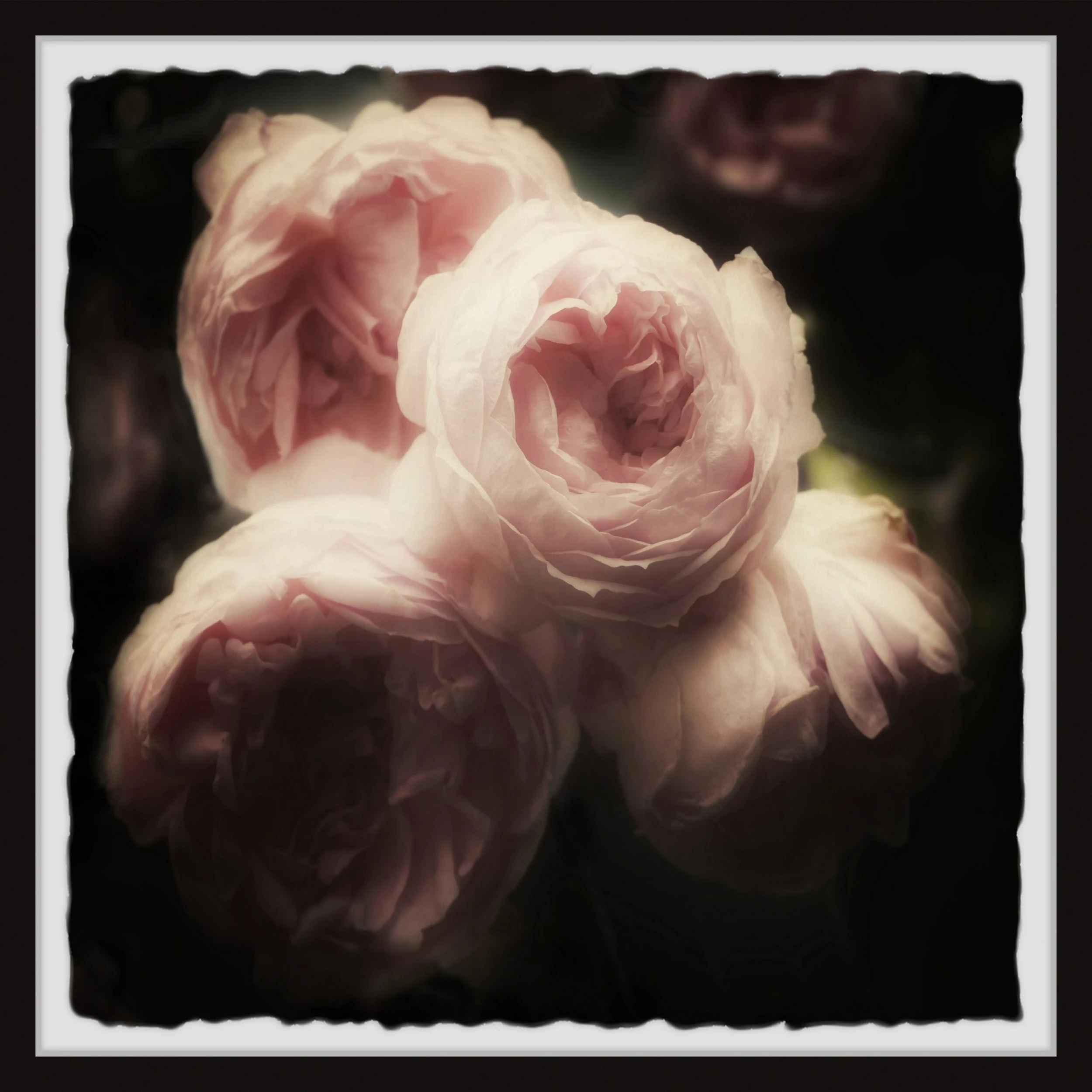 Flash Sale ❤️ Gracewood Hollow Roses And Shadows Framed Painting Print ⌛ 4 Flash Sale ❤️ Gracewood Hollow Roses And Shadows Framed Painting Print ⌛ - Image 2