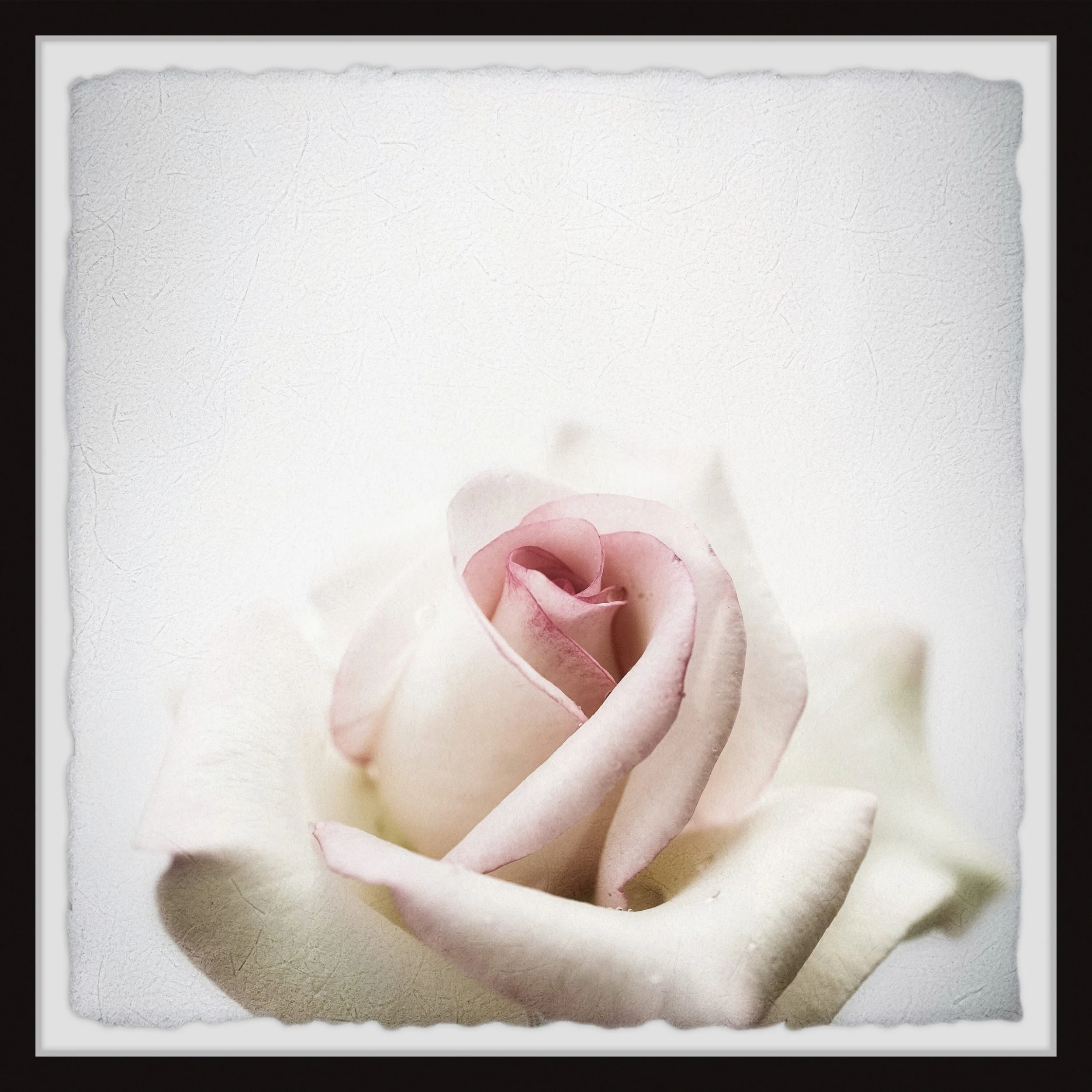 Best Pirce ???? Gracewood Hollow White Rose Closeup Framed Painting Print ???? 4 Best Pirce ???? Gracewood Hollow White Rose Closeup Framed Painting Print ???? - Image 2