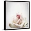 Best Pirce ???? Gracewood Hollow White Rose Closeup Framed Painting Print ???? 2 Best Pirce ???? Gracewood Hollow White Rose Closeup Framed Painting Print ???? -Gracewood Hollow shop Gracewood Hollow White Rose Closeup Framed Painting Print def95fa8 b113 4ee3 9910 5022db42026c